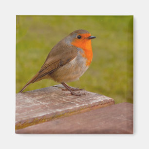 Aimant Robin de ressort
