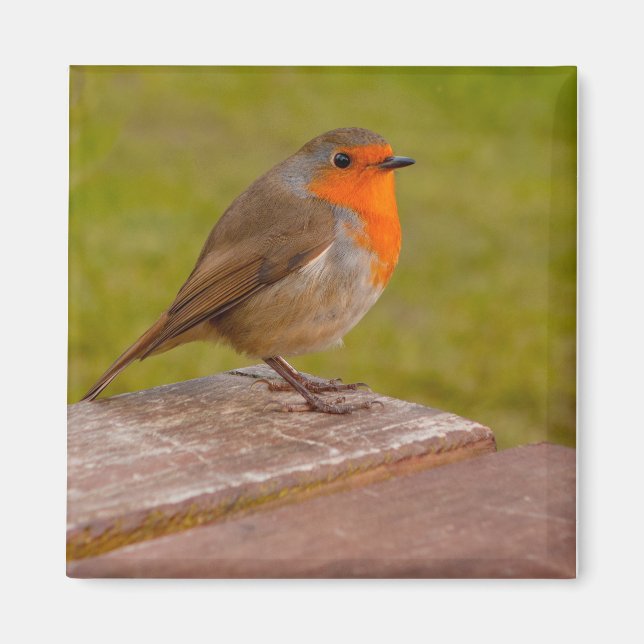 Aimant Robin de ressort (Devant)