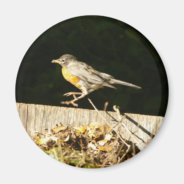 Aimant Robin Rouge Bobbin (Devant)