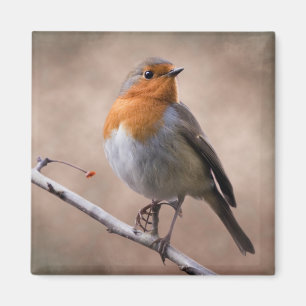 Aimant Robin Rustique