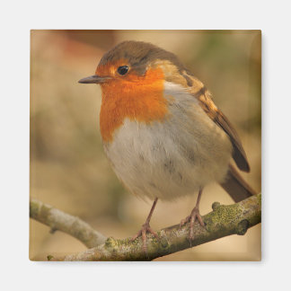 Aimant Robin sous le soleil