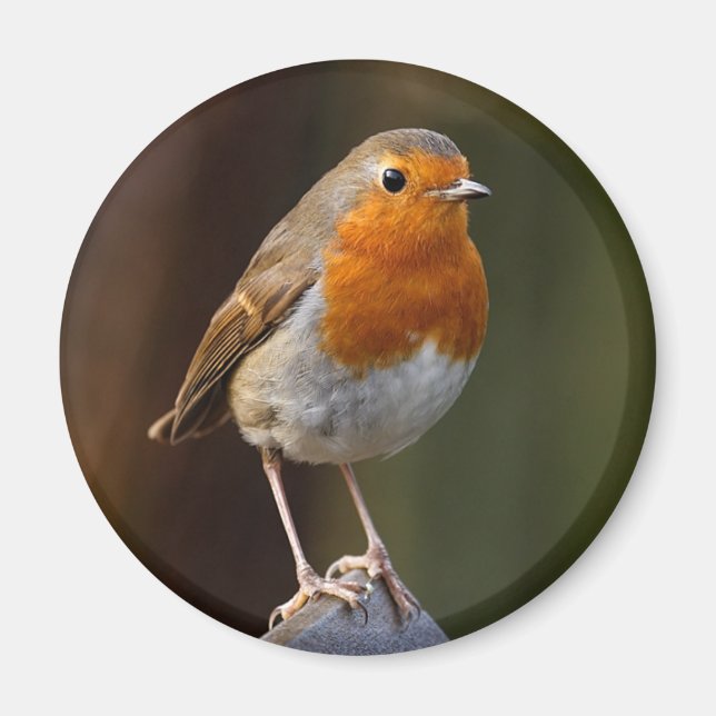 Aimant Robin sur l'aimant Post (Devant)