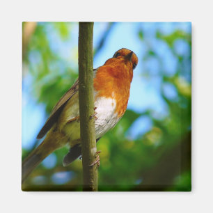 AIMANT ROBINS
