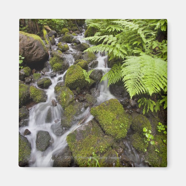 Aimant Roches recouvertes de mousse avec eau floue et fou (Devant)