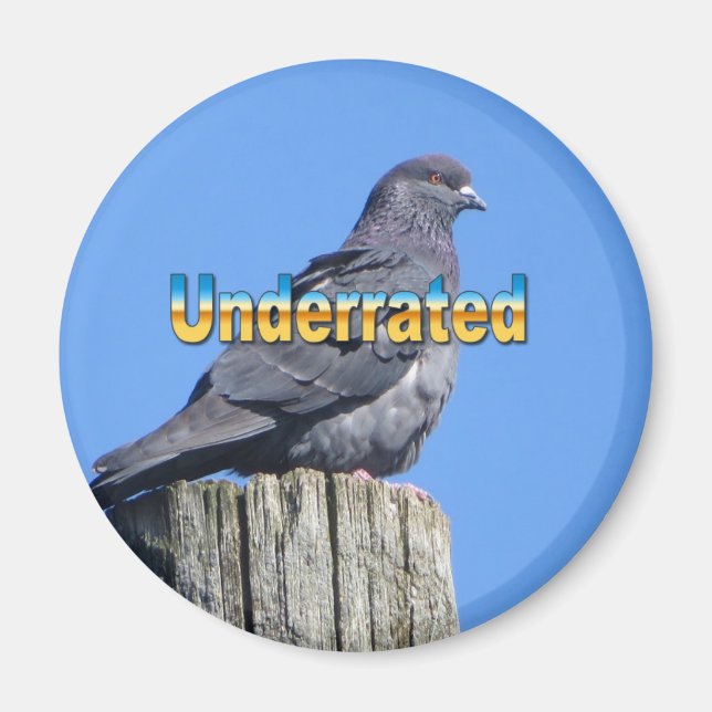 Aimant Rock Dove Pigeon (Devant)