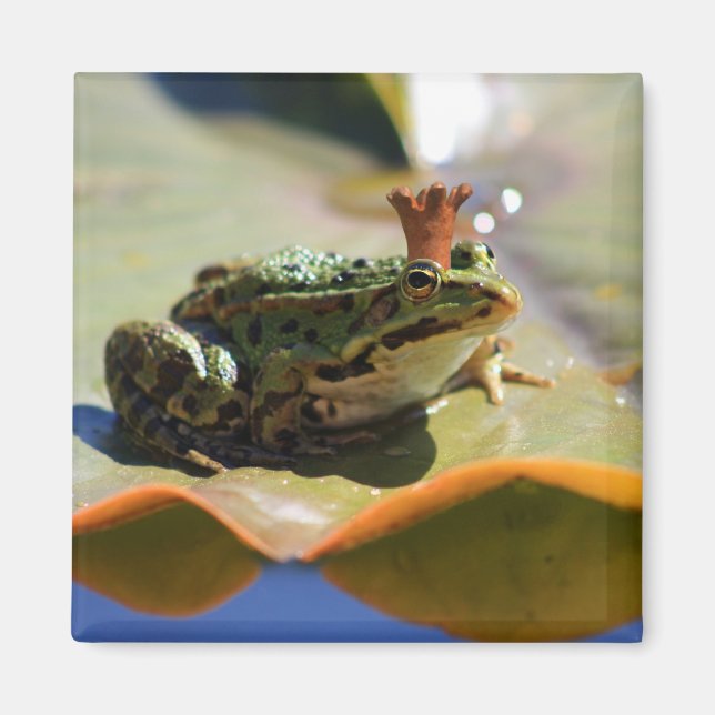 Aimant Roi de grenouille (Devant)