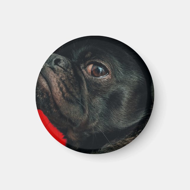 Aimant rojo dog (Devant)