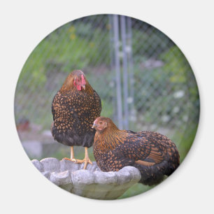 Aimant rond au poulet
