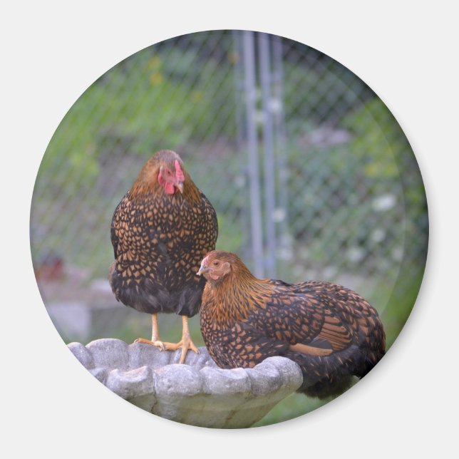 Aimant rond au poulet (Devant)