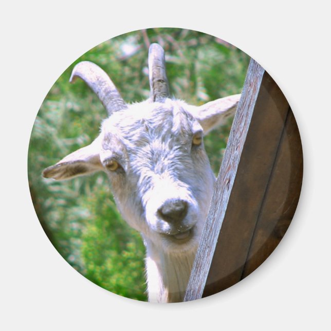 Aimant rond de chèvre souriant (Devant)