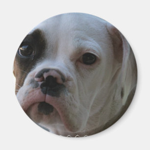 Aimant rond de chien de boxeur observé par noir