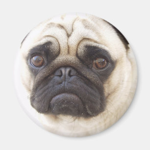 Aimant rond de chien de carlin