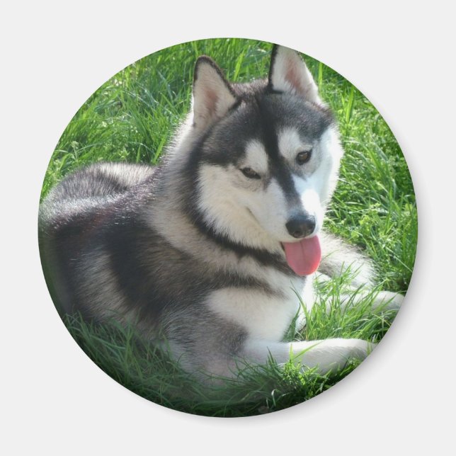 Aimant rond de Chien Husky Sibérien (Devant)