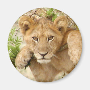 Aimant ROND de CUB de lion