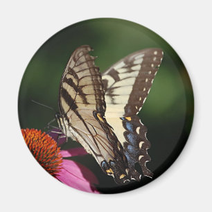 Aimant rond de machaon occidental de tigre