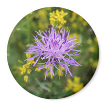 Aimant rond Fleur sauvage knapweed tacheté