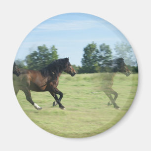 Aimant rond galopant de mustangs