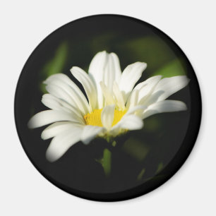 Aimant rond Oxeye Daisy