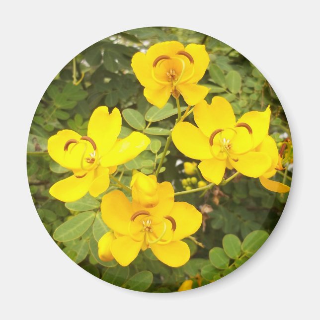 Aimant rond photo Cassia Flowers (Devant)
