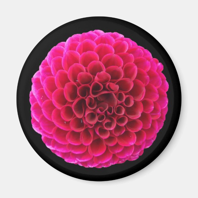 Aimant Rond pour Réfrigérateur Fleur de Dahlia Ros (Devant)