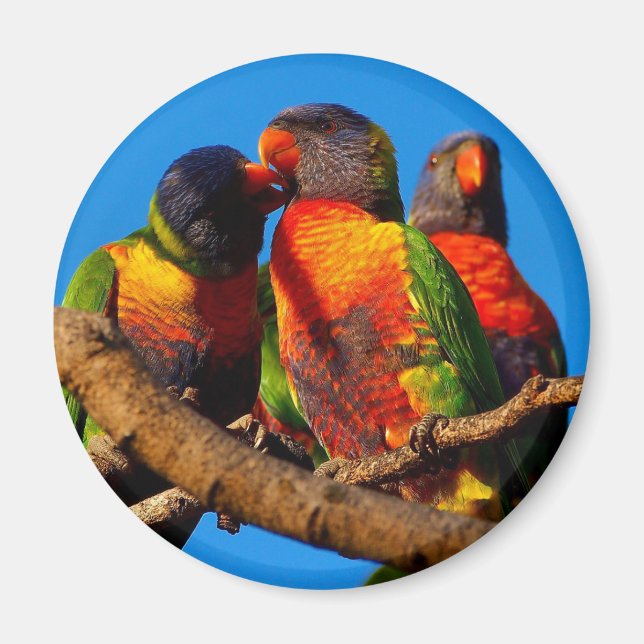 Aimant rond Rainbow Lorikeet (Devant)