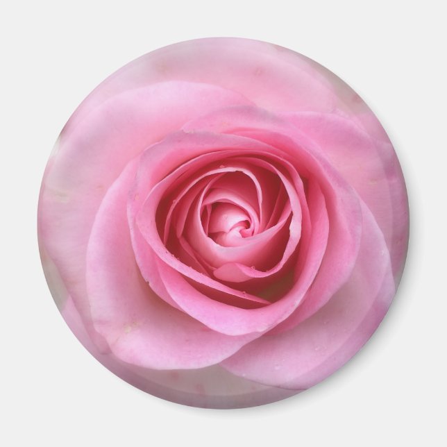 Aimant rond rose rose (Devant)