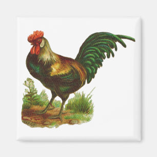 Aimant Rooster