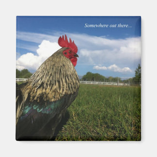 Aimant Rooster Bob Quelque part