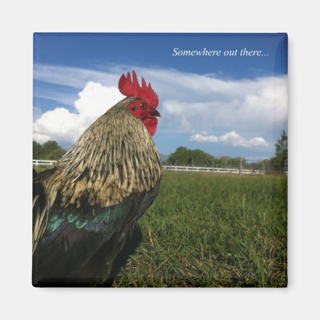 Aimant Rooster Bob Quelque part (Devant)