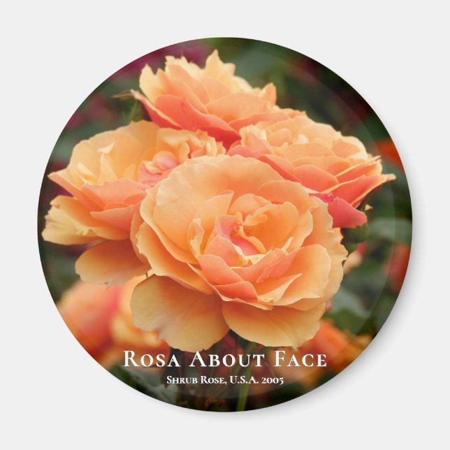 Aimant Rosa À propos du visage (Devant)