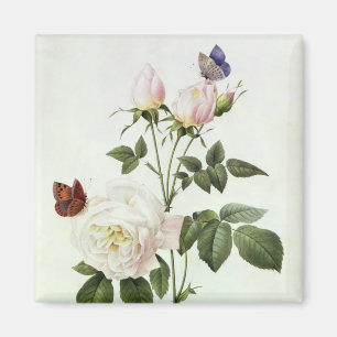 Aimant Rosa : Bengale le Hymenes, des 'roses de Les