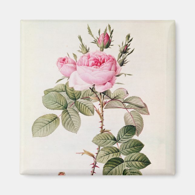Aimant Rosa Bifera Officinalis, de 'Les Roses (Devant)
