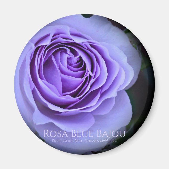 Aimant Rosa Blue Bajou (Devant)