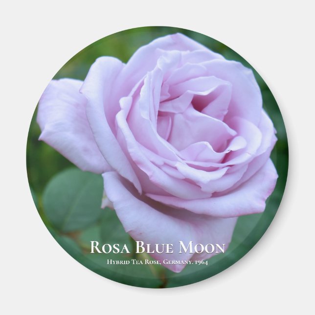 Aimant Rosa Blue Moon (Devant)