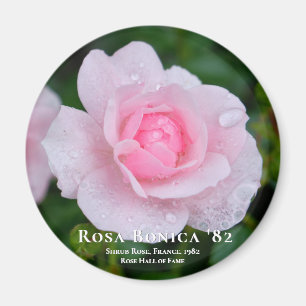 Aimant Rosa Bonica 82