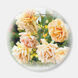 Aimant Rosa Butterscotch