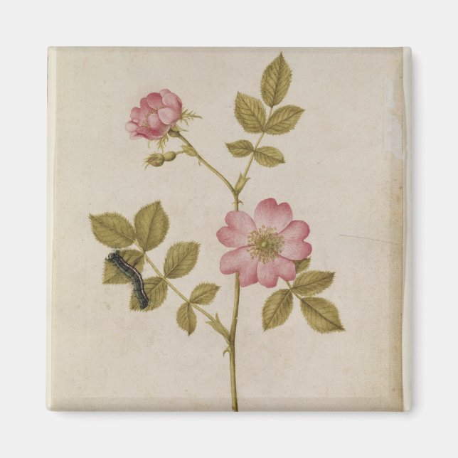 Aimant Rosa Canina - Dogrose and Caterpillar (pencil & w/ (Devant)