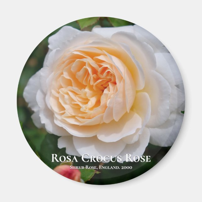 Aimant Rosa Crocus Rose (Devant)