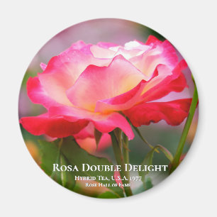 Aimant Rosa Double Delight