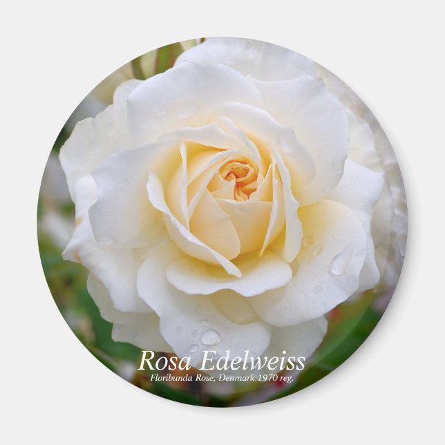 Aimant Rosa Edelweiss [Aimant Rond] (Devant)