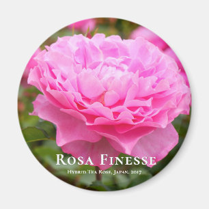 Aimant Rosa Finesse
