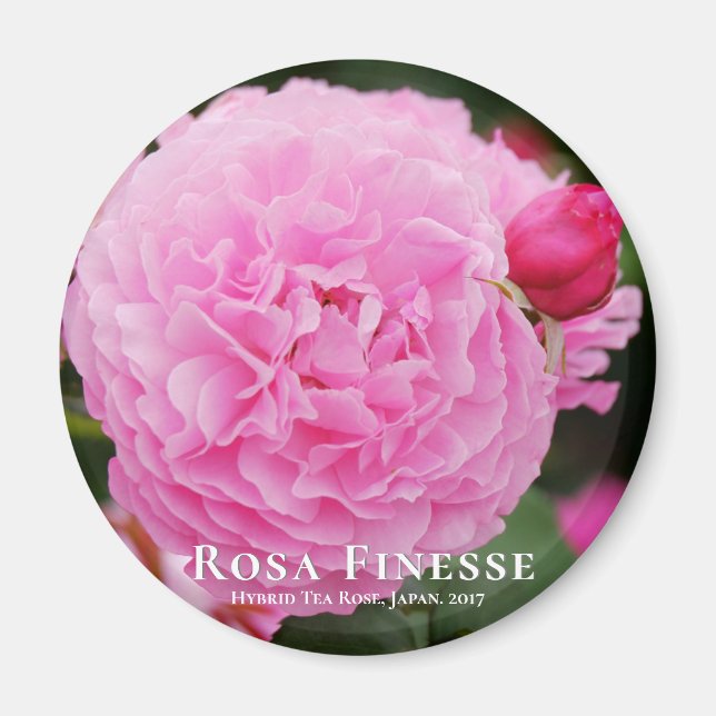 Aimant Rosa Finesse マ sur グ (Devant)