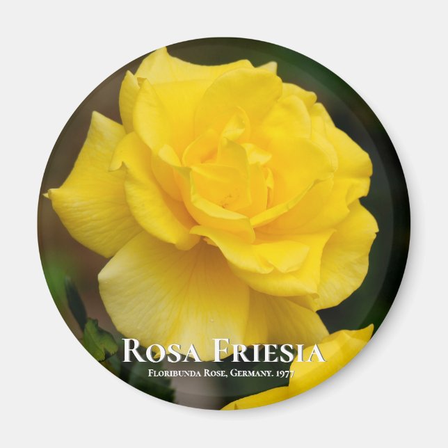 Aimant Rosa Friesia (Devant)