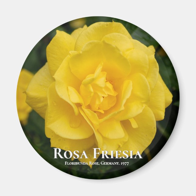 Aimant Rosa Friesia (Devant)