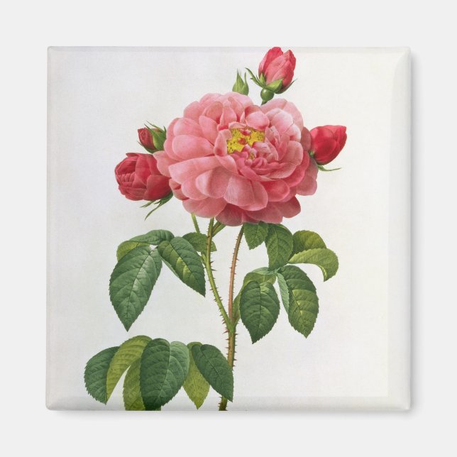 Aimant Rosa Gallica Aurelianensis (Devant)