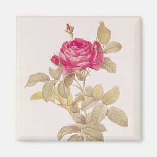 Aimant Rosa Gallica Pontiana, des 'roses de Les
