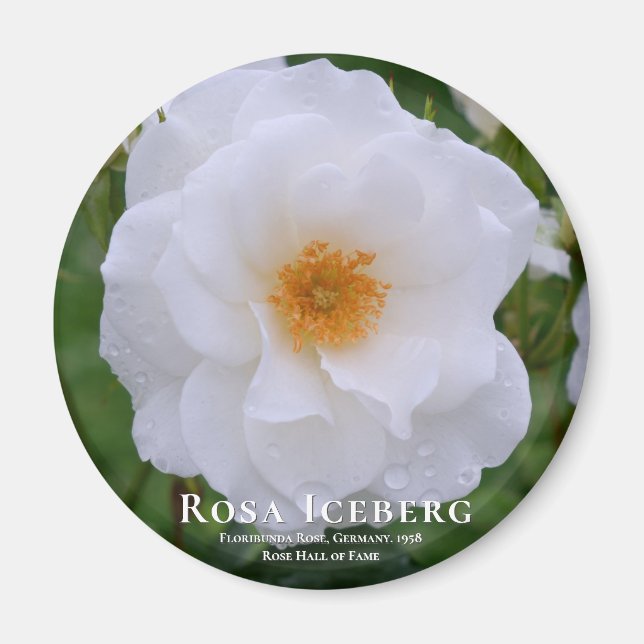Aimant Rosa Iceberg (Devant)