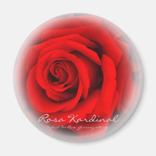 Aimant Rosa Kardinal (Devant)