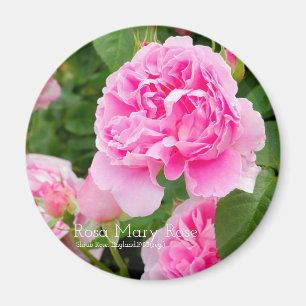 Aimant Rosa Mary Rose [Aimant rond]