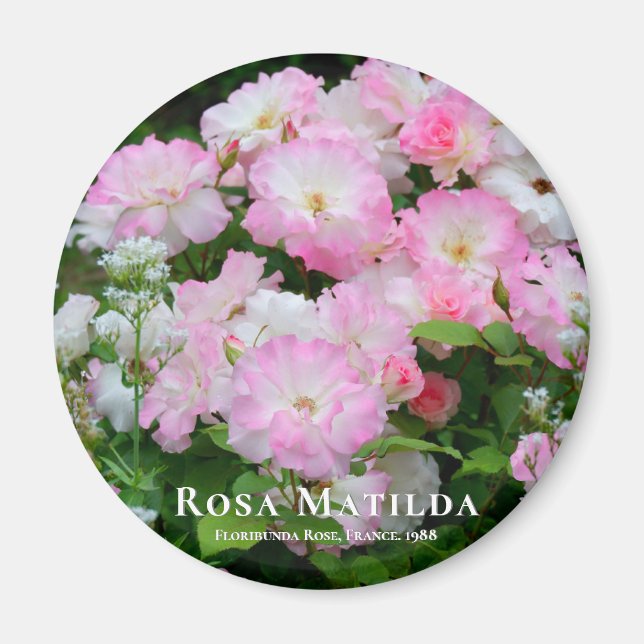 Aimant Rosa Matilda マ グ (Devant)